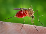 Зачем комар пьёт кровь?