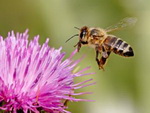 Плюсы и минусы содержания пчёл