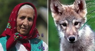 Бабушка взяла домой щенка, оказавшегося волчонком, и он спас ее от грабителей